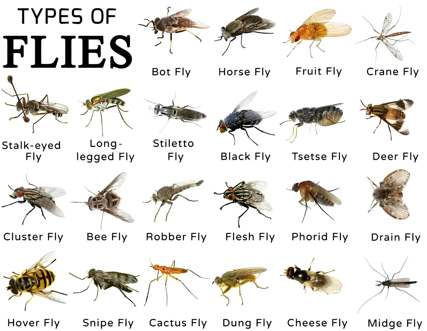 Natural Outdoor Fly Catcher | Safe, Chemical-Free & Reusable Trap