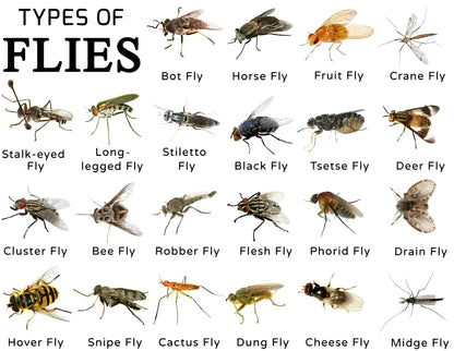 Natural Outdoor Fly Catcher | Safe, Chemical-Free & Reusable Trap