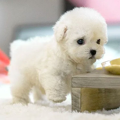 Cute Dog Plush Toy with Realistic Sounds